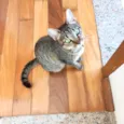 Laka bb9meses linda