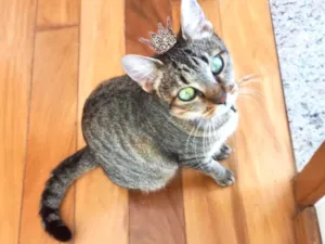 Gato raça SRD-ViraLata idade 7 a 11 meses nome Laka bb9meses linda 