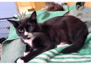 Gato raça SRD-ViraLata idade 7 a 11 meses nome Brownie bb10meses lindo 