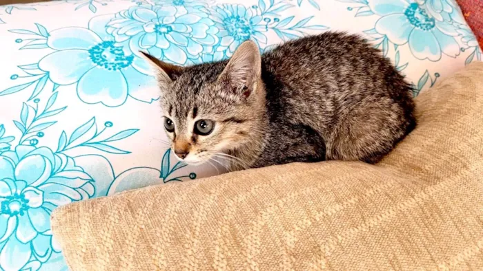 Gato ra a SRD-ViraLata idade 2 a 6 meses nome Kim bb2meses