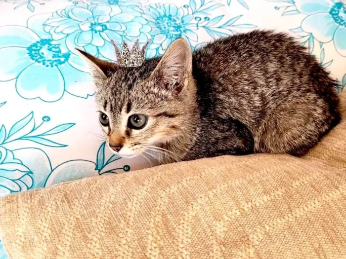 Gato ra a SRD-ViraLata idade 2 a 6 meses nome Kim bb2meses