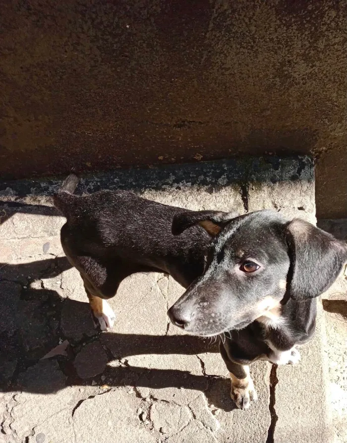 Cachorro ra a SRD-ViraLata idade 2 a 6 meses nome Nutella bb5meses mix salsicha 