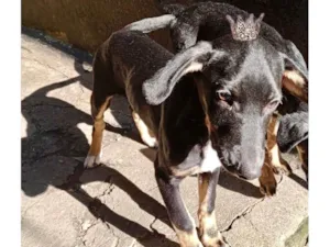 Cachorro raça SRD-ViraLata idade 2 a 6 meses nome Nutella bb5meses mix salsicha 