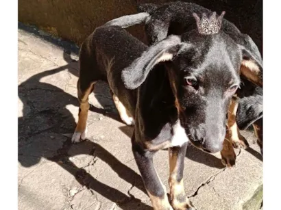Cachorro raça SRD-ViraLata idade 2 a 6 meses nome Nutella bb5meses mix salsicha 