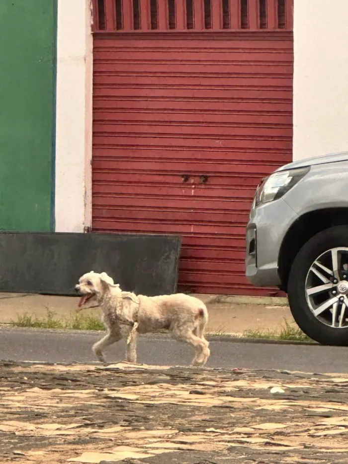 Cachorro ra a Poodle idade 2 anos nome Não sei