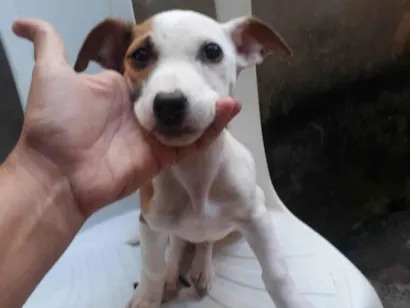 Cachorro raça Pit-Bull idade 2 a 6 meses nome Eros