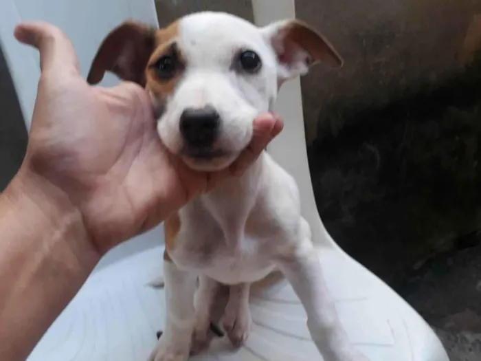 Cachorro ra a Pit-Bull idade 2 a 6 meses nome Eros