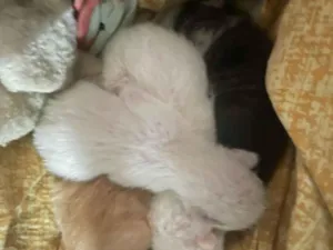 Gato raça SRD-ViraLata idade Abaixo de 2 meses nome ANA PAULA BIZERRA FERREIRA