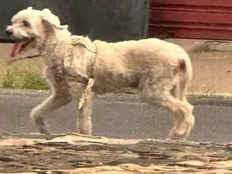 Cachorro ra a Poodle idade 2 anos nome Não sei