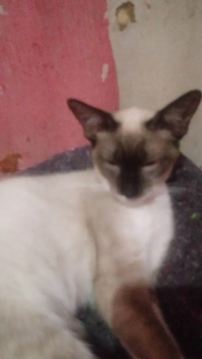 Gato ra a Siamês idade 7 a 11 meses nome Stéfanny Vitória