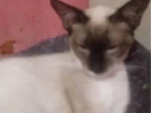 Gato raça Siamês idade 7 a 11 meses nome Stéfanny Vitória