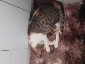 Gato raça SRD-ViraLata idade 4 anos nome Nina