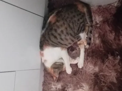 Gato raça SRD-ViraLata idade 4 anos nome Nina