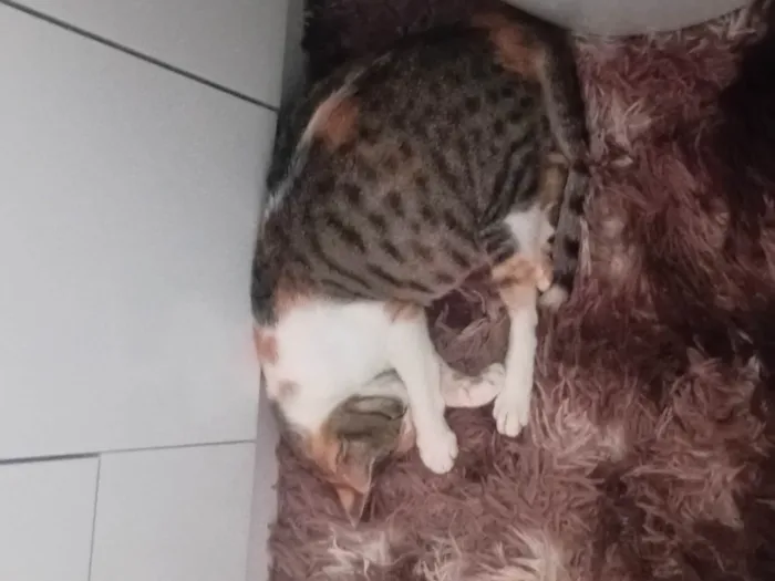 Gato ra a SRD-ViraLata idade 4 anos nome Nina