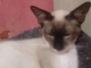 Gato raça Siamês idade 7 a 11 meses nome Stéfanny Vitória