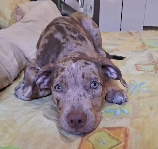 Cachorro ra a Pit-Bull idade 7 a 11 meses nome Zara
