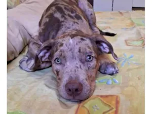 Cachorro raça Pit-Bull idade 7 a 11 meses nome Zara
