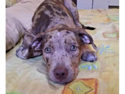Cachorro raça Pit-Bull idade 7 a 11 meses nome Zara
