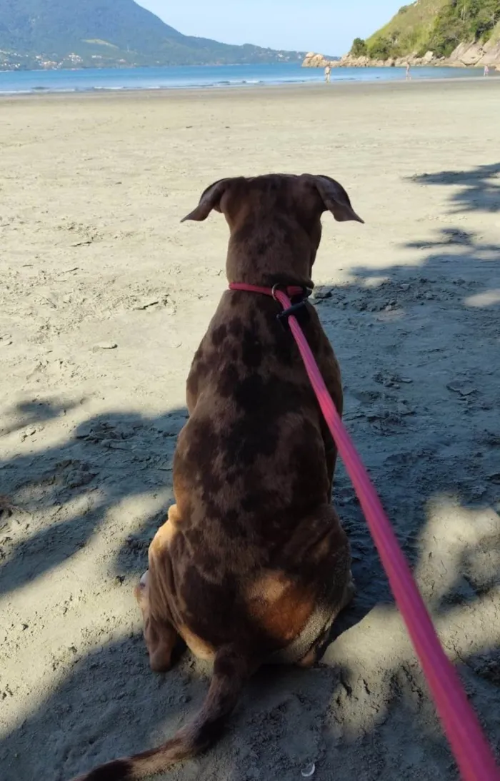 Cachorro ra a Pit-Bull idade 7 a 11 meses nome Zara