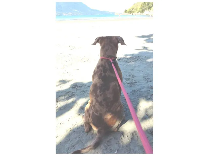 Cachorro ra a Pit-Bull idade 7 a 11 meses nome Zara