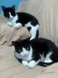 Dupla frajola