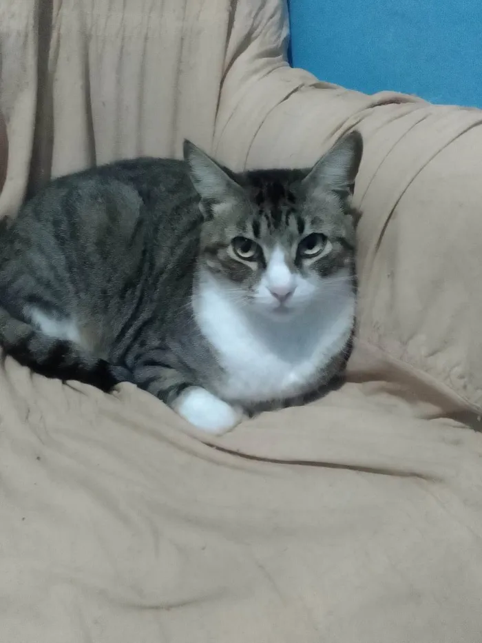 Gato ra a SRD-ViraLata idade 2 anos nome Leozinho