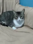 Leozinho
