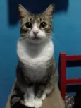 Leozinho