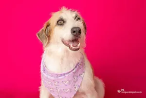 Cachorro raça SRD-ViraLata idade 3 anos nome Emy 