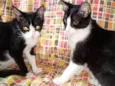 Trio felino