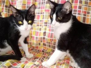 Gato raça SRD-ViraLata idade 1 ano nome Trio felino