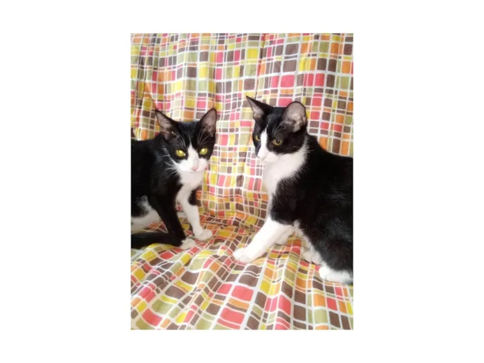 Gato ra a SRD-ViraLata idade 1 ano nome Trio felino