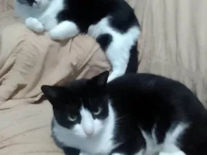 Gato raça SRD-ViraLata idade 2 anos nome Dupla frajola 