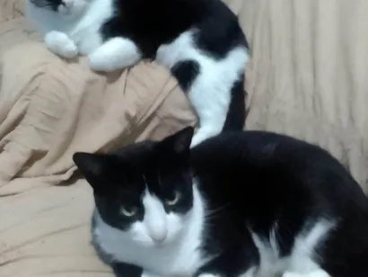 Gato raça SRD-ViraLata idade 2 anos nome Dupla frajola 