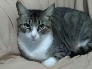 Gato raça SRD-ViraLata idade 2 anos nome Leozinho