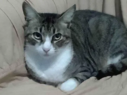 Gato raça SRD-ViraLata idade 2 anos nome Leozinho