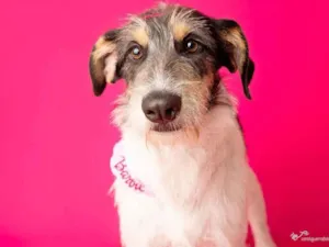 Cachorro raça SRD-ViraLata idade 2 anos nome Nina 