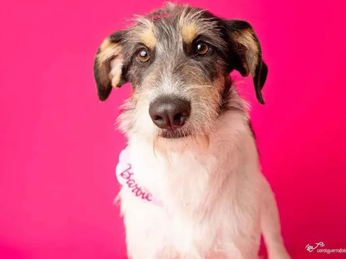 Cachorro ra a SRD-ViraLata idade 2 anos nome Nina 