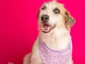 Cachorro raça SRD-ViraLata idade 3 anos nome Emy 