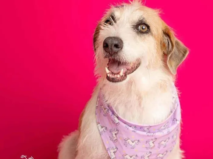 Cachorro ra a SRD-ViraLata idade 3 anos nome Emy 