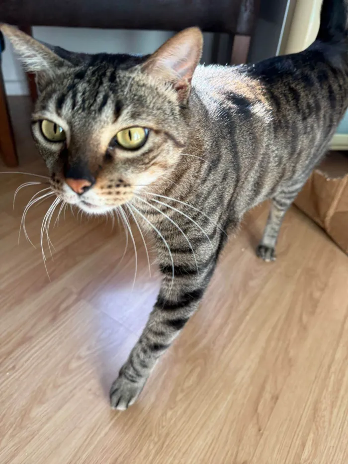 Gato ra a SRD-ViraLata idade 6 ou mais anos nome Myco