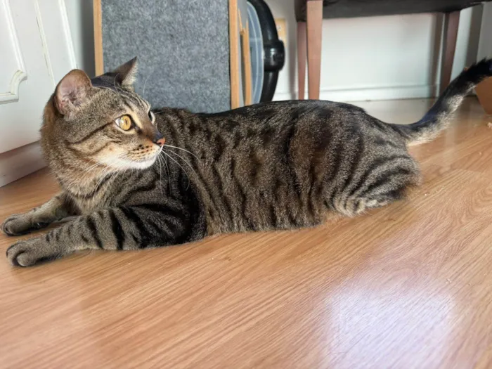 Gato ra a SRD-ViraLata idade 6 ou mais anos nome Myco