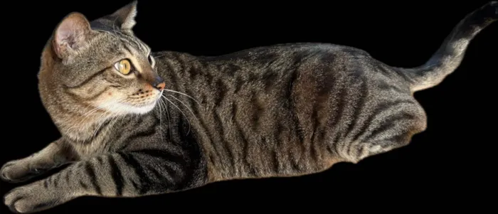 Gato ra a SRD-ViraLata idade 6 ou mais anos nome Myco