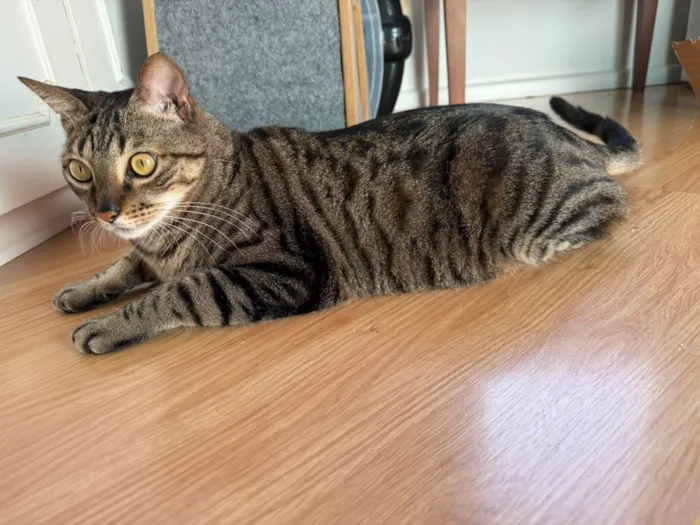 Gato ra a SRD-ViraLata idade 6 ou mais anos nome Myco