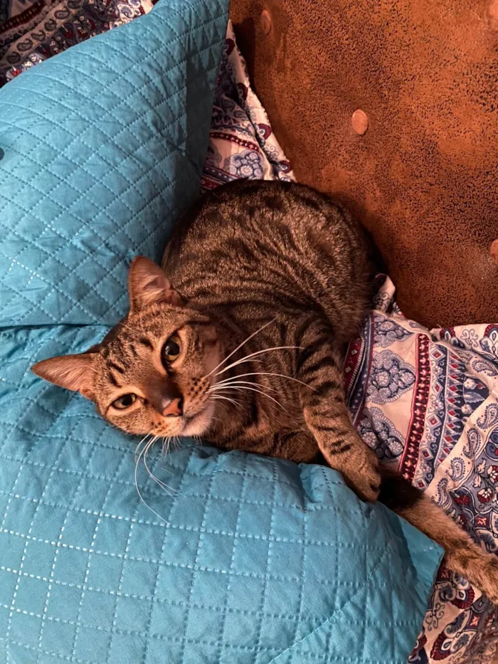Gato ra a SRD-ViraLata idade 6 ou mais anos nome Myco