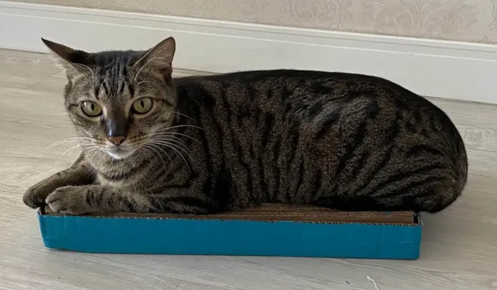 Gato ra a SRD-ViraLata idade 6 ou mais anos nome Myco