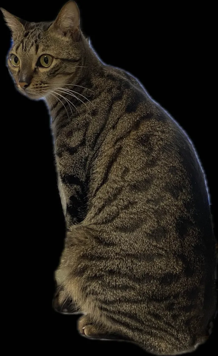 Gato ra a SRD-ViraLata idade 6 ou mais anos nome Myco
