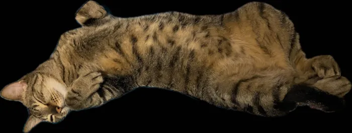 Gato ra a SRD-ViraLata idade 6 ou mais anos nome Myco