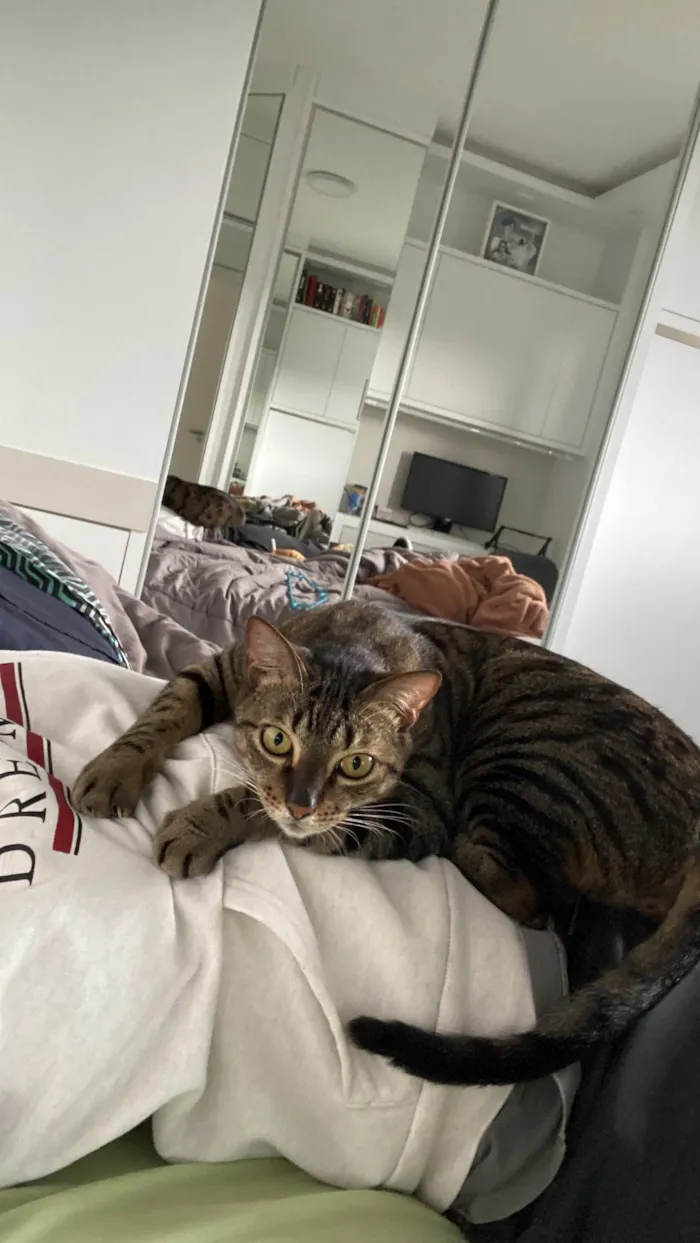 Gato ra a SRD-ViraLata idade 6 ou mais anos nome Myco