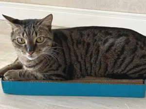 Gato raça SRD-ViraLata idade 6 ou mais anos nome Myco